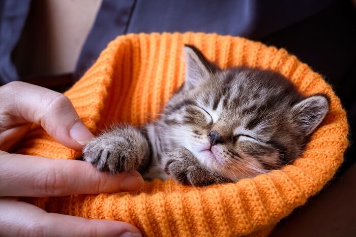 Gatinho enrolado em um chapéu laranja