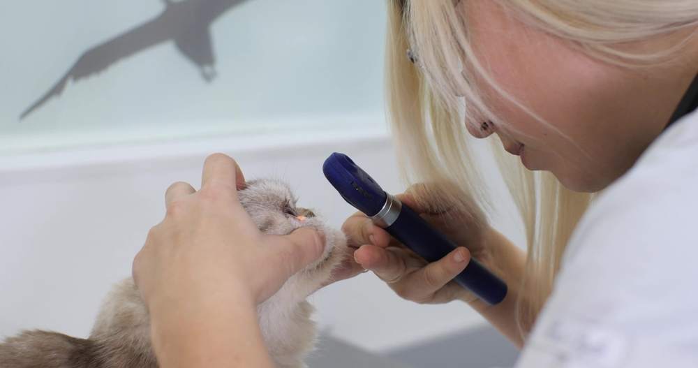 oftalmologista examina cuidadosamente o olho do gato