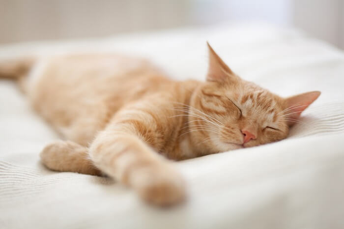 gato amarelo sendo sedado e dormindo