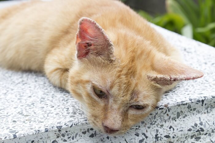 sinais de sarna em gatos