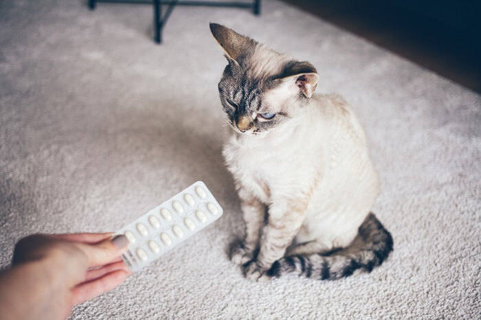 Pessoa segurando uma folha de comprimidos ao lado de um gato