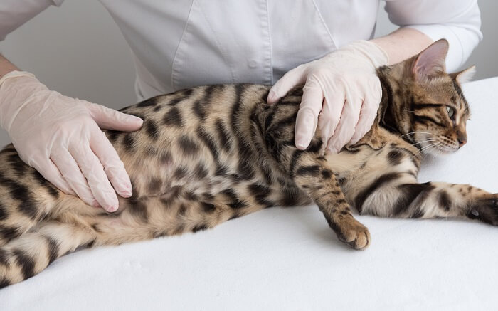 Pessoa com luvas acariciando um gato de Bengala