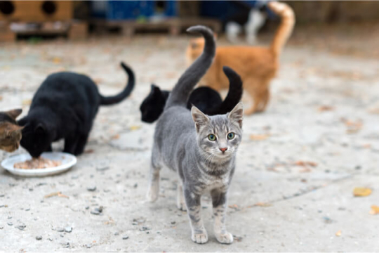 Como Cuidar de Gatos Selvagens (Gatos Ferais)