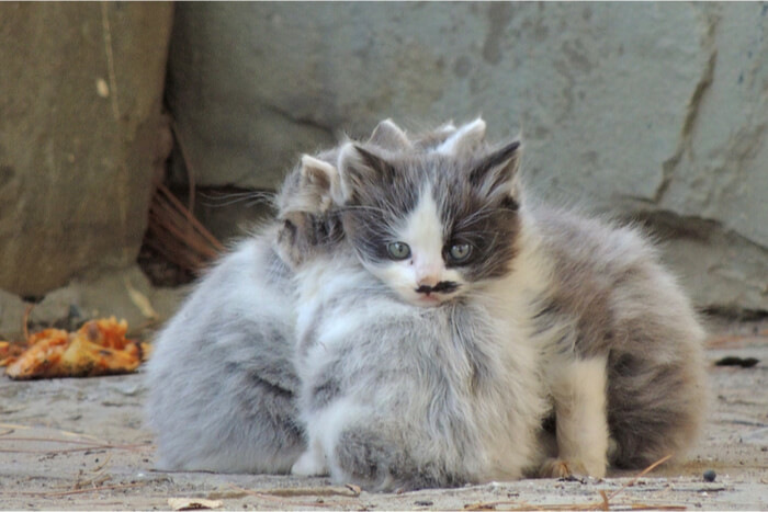 Gatinhos selvagens