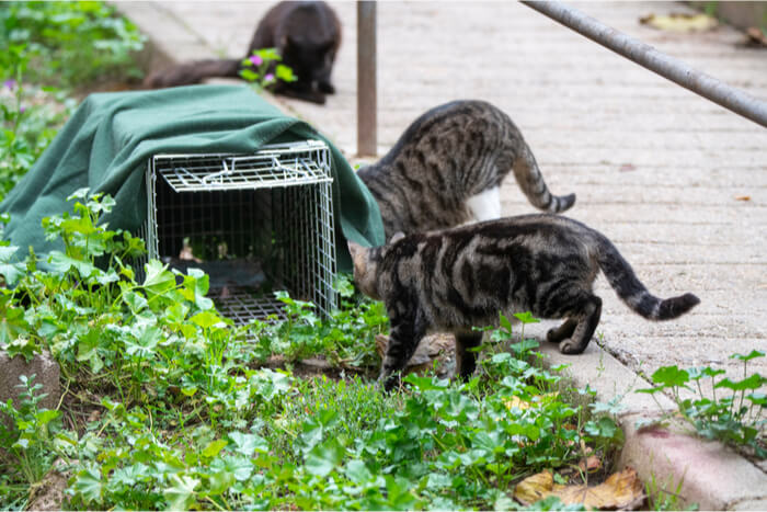 Gatos selvagens perto da armadilha TNR