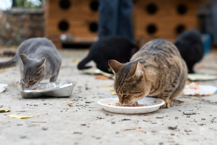 Gatos selvagens comendo