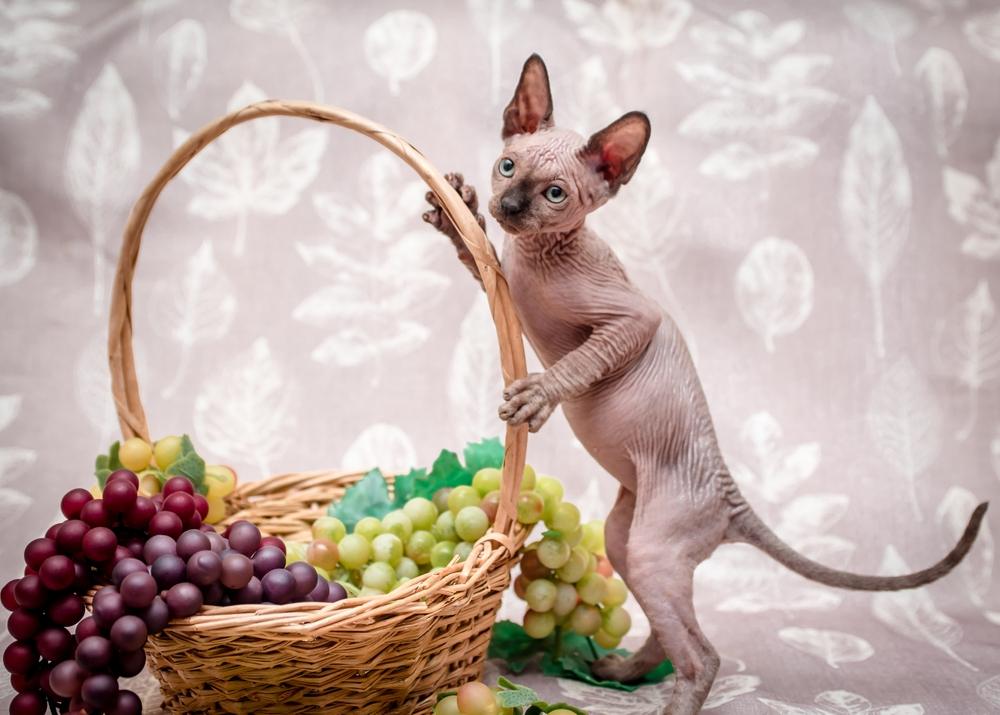 Um gato apoiado nas patas traseiras, segurando alegremente uma cesta de uvas