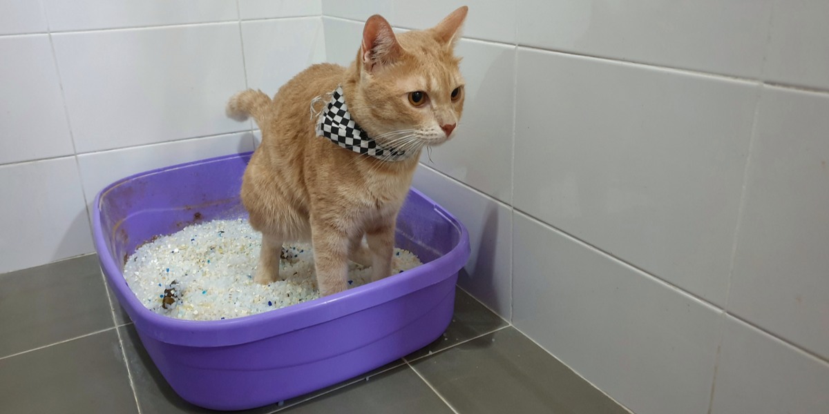 Gato em uma caixa de areia com diarréia