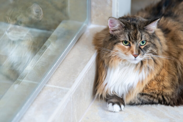 Gato deitado no azulejo para se refrescar