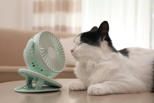 Como Manter os Gatos Frescos no Verão