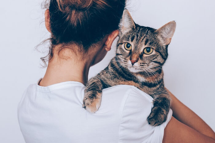 O que saber quando você adota uma característica de gato