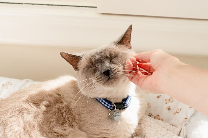 Pessoa coçando a bochecha de um gato.