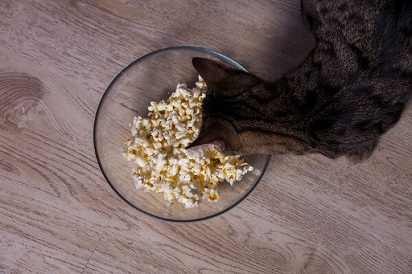 Imagem encantadora de um gato olhando com curiosidade para uma tigela de pipoca.