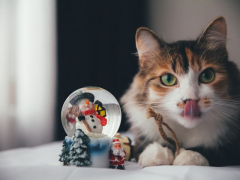 a cat curiously observing a snow globe