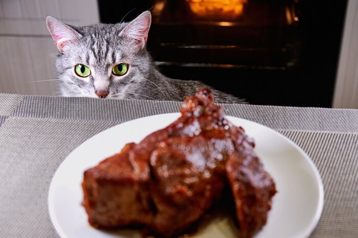 Gato aventureiro cativado por um delicioso bife.