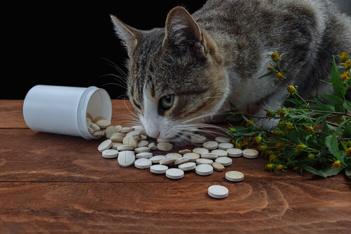 envenenamento por tylenol em gatos apresenta