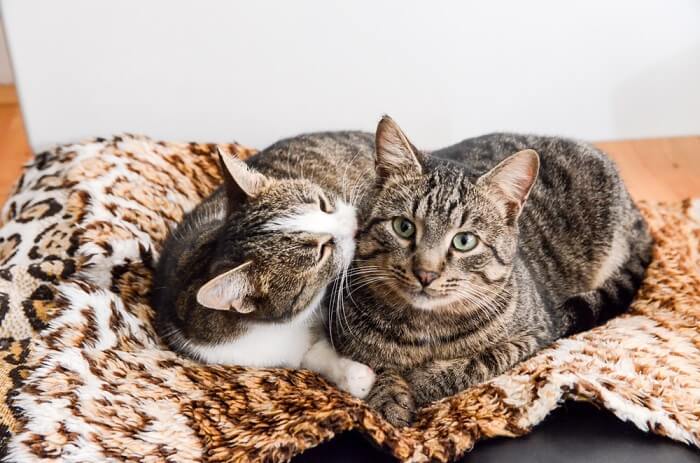 Dois gatos afetuosos unindo-se através da preparação, um gato cuidando do outro com ternura como sinal de amizade e camaradagem.