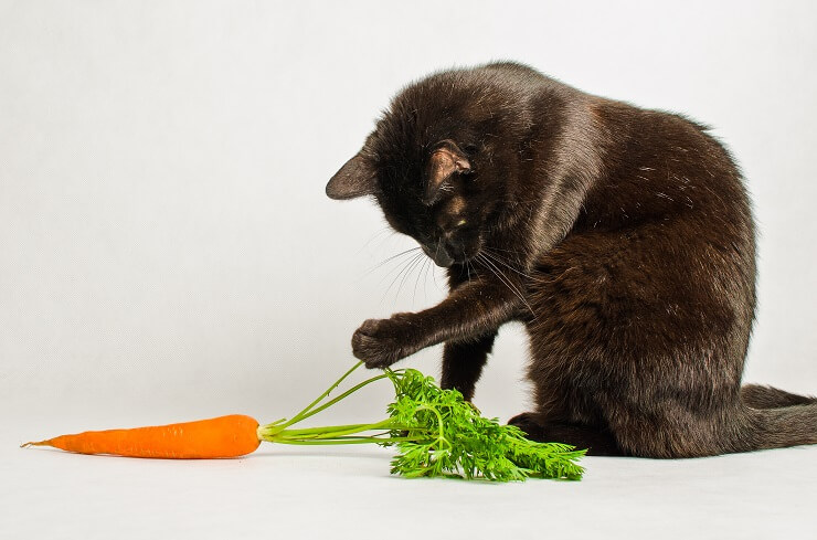 Gato interagindo divertidamente com uma cenoura