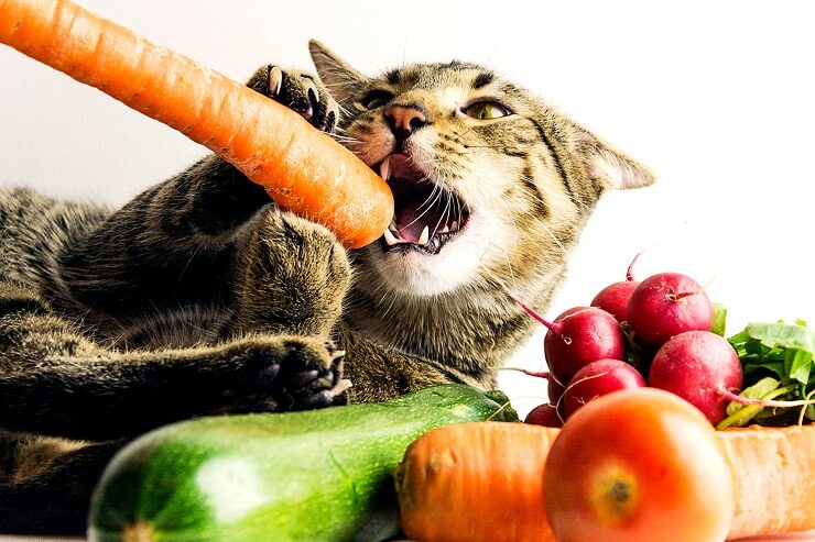 Gato mastigando uma cenoura rodeada de vegetais