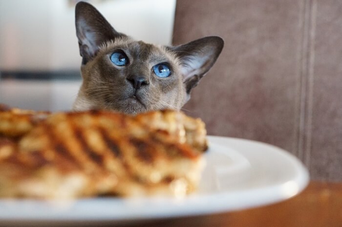 Gato contente saboreando um delicioso bife.