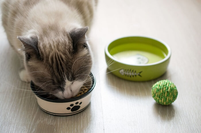 dieta de eliminação para gatos