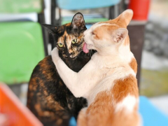 cat grooming each other