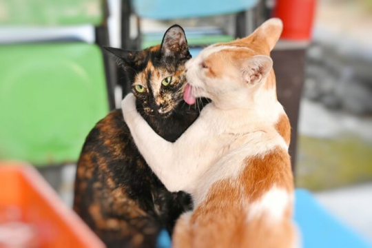 Por Que os Gatos Lambem uns aos Outros?