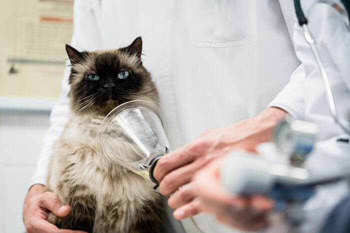 tratamento de envenenamento por monóxido de carbono em gatos