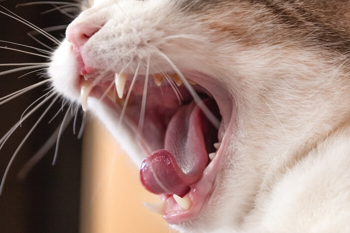 Uma imagem ou representação visual de um tumor oral em um gato, destacando a importância da detecção precoce e da intervenção veterinária.