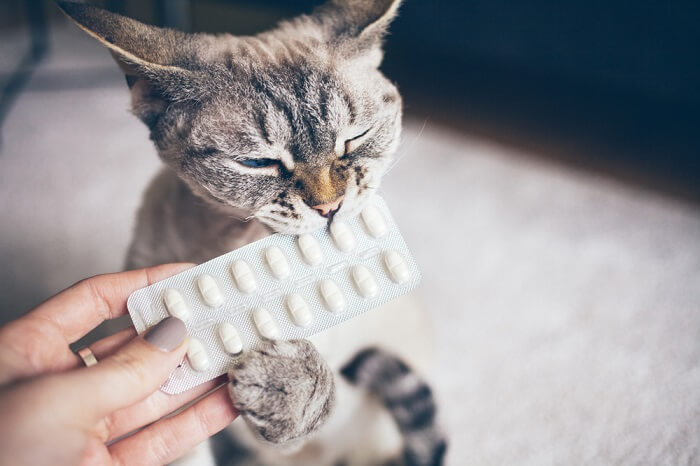 mão humana segurando suplemento na frente do gato