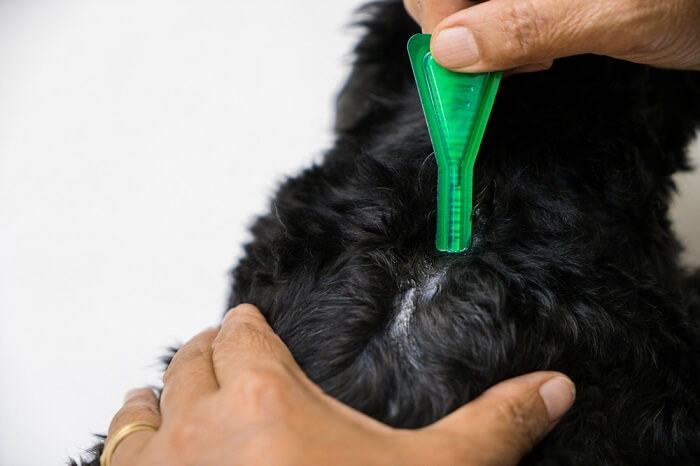 Imagem de remédio contra pulgas, destacando a importância de proteger os gatos contra parasitas incômodos.