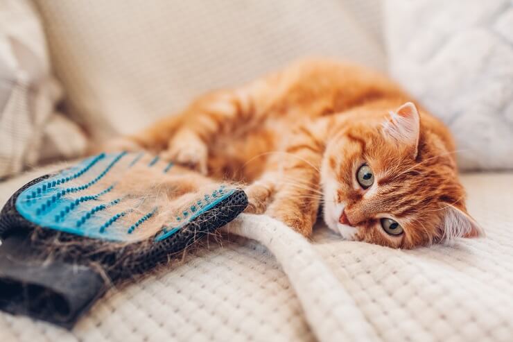 perda de cabelo em gatos