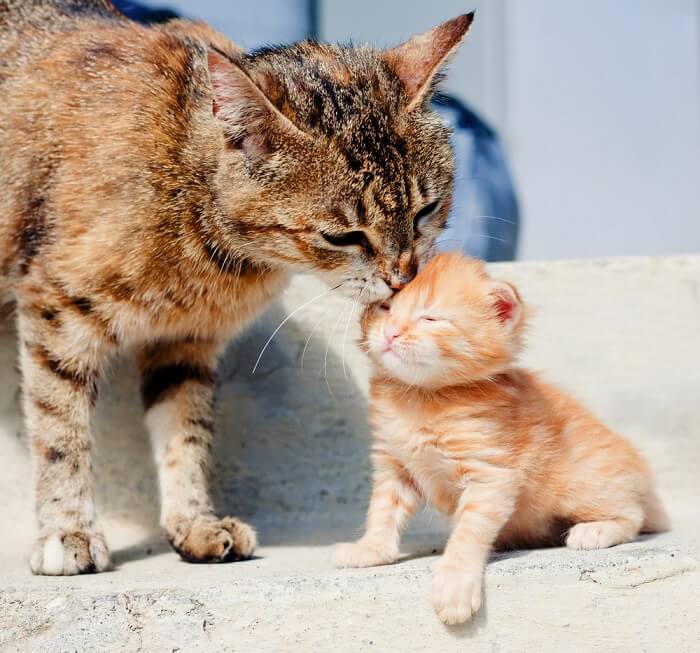 Gato adulto lambendo um gatinho