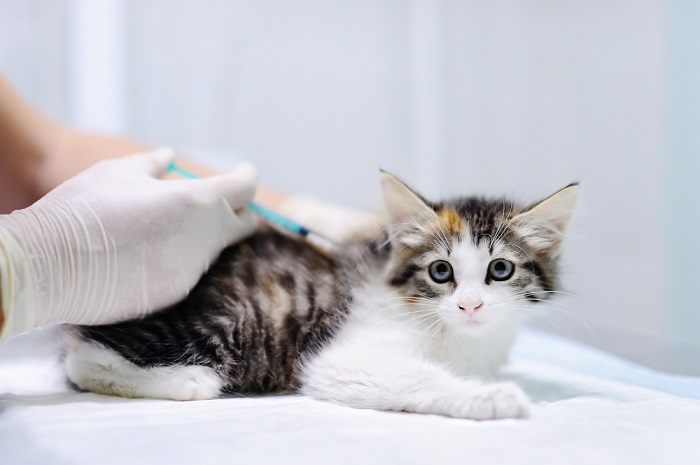 Veterinário dando uma injeção em um pequeno gatinho malhado