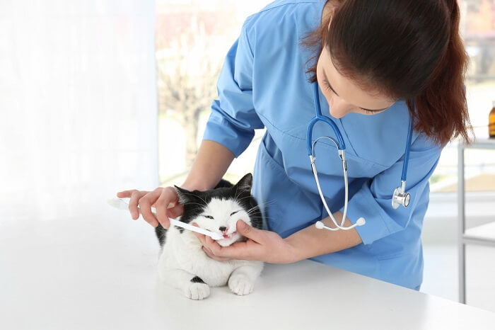 Tratamento de tumores orais em gatos