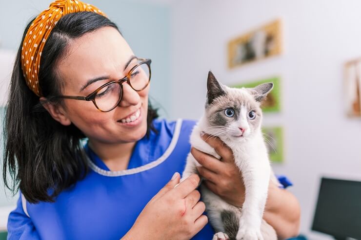 Uma imagem que retrata um veterinário cuidando de um gato, mostrando o papel vital dos profissionais veterinários na manutenção da saúde felina.