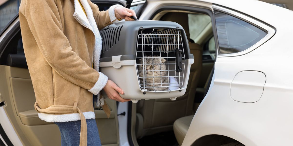 Mulher segurando uma transportadora com um lindo gato Scottish Fold