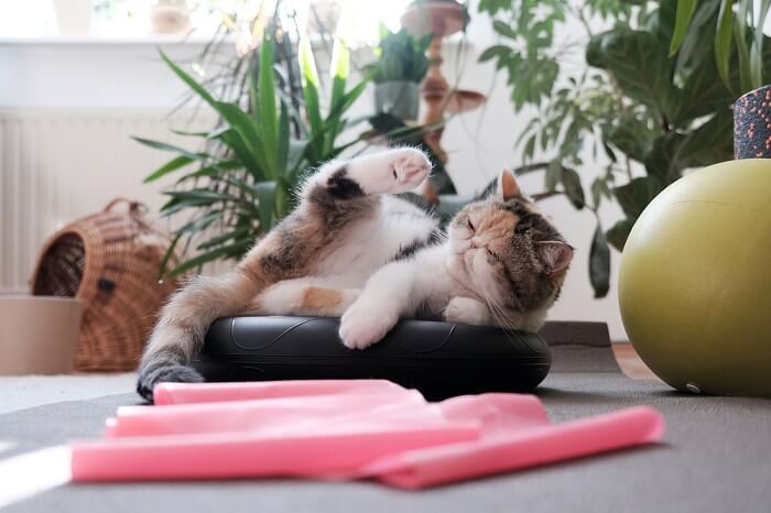 Um gato enérgico em movimento, saltando e alongando-se durante uma rotina de exercícios lúdicos, capturando a agilidade e a vitalidade que são essenciais para o estilo de vida ativo de um gato.