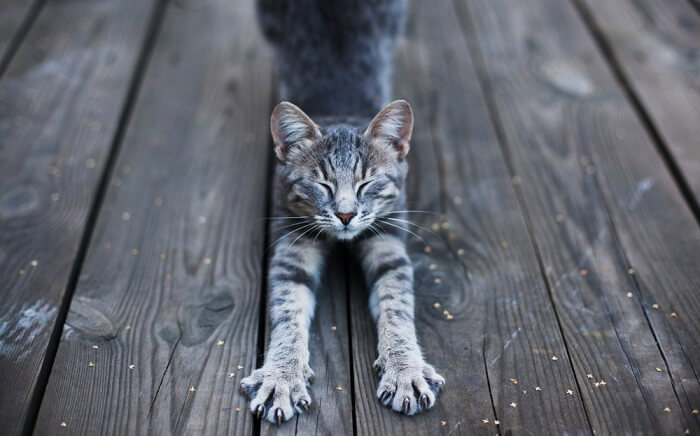 Um gato gracioso capturado no meio do alongamento, mostrando sua flexibilidade e elegância à medida que estende o corpo, um comportamento natural que ajuda a manter os músculos e a agilidade.