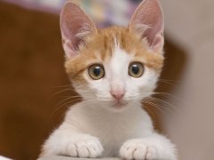 Charming kitten gazing directly at the camera with curiosity.