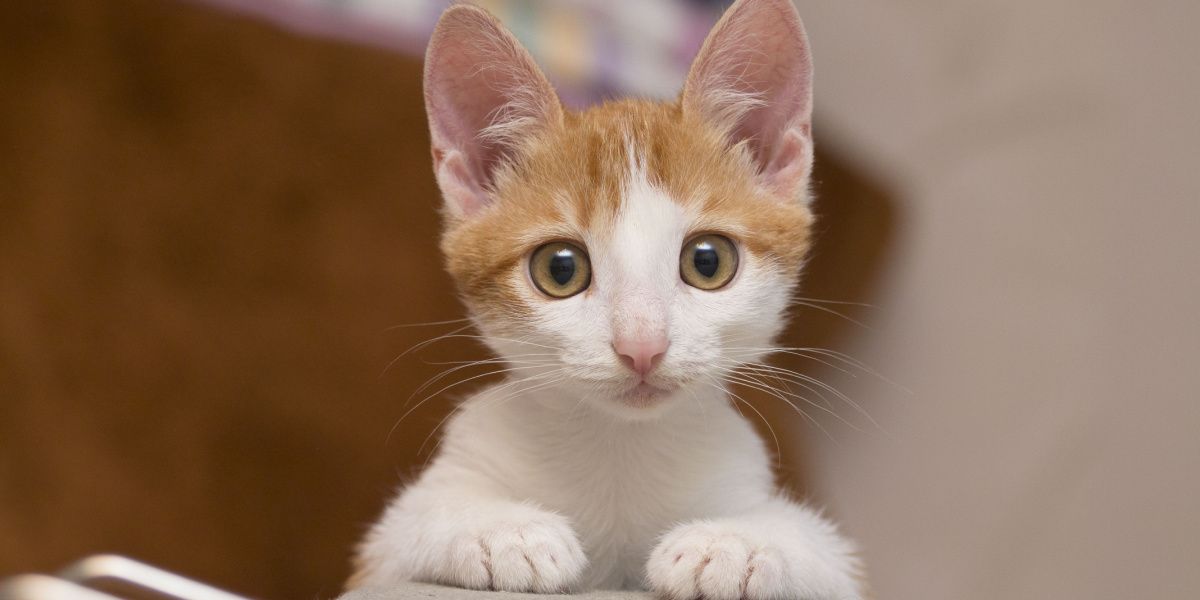 Gatinho encantador olhando diretamente para a câmera com curiosidade.