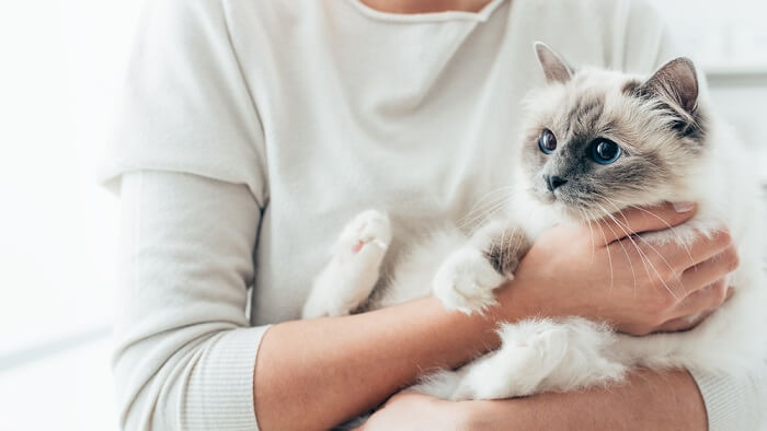 uma mulher segurando um gatinho branco fofo