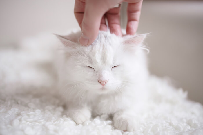 Acariciando o gatinho branco