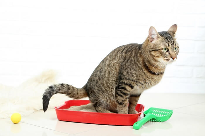 um gato confortavelmente situado dentro de uma caixa sanitária, demonstrando hábitos adequados e limpeza da caixa sanitária.