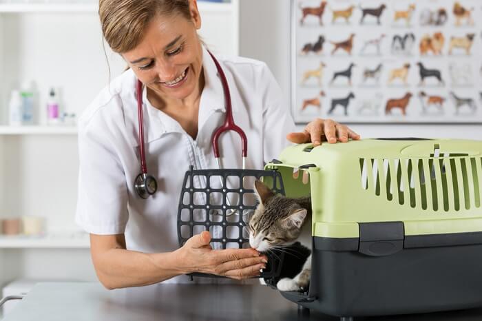 Uma imagem que mostra um gato durante uma visita ao consultório do veterinário, ressaltando o cuidado e a saúde responsáveis dos animais de estimação.