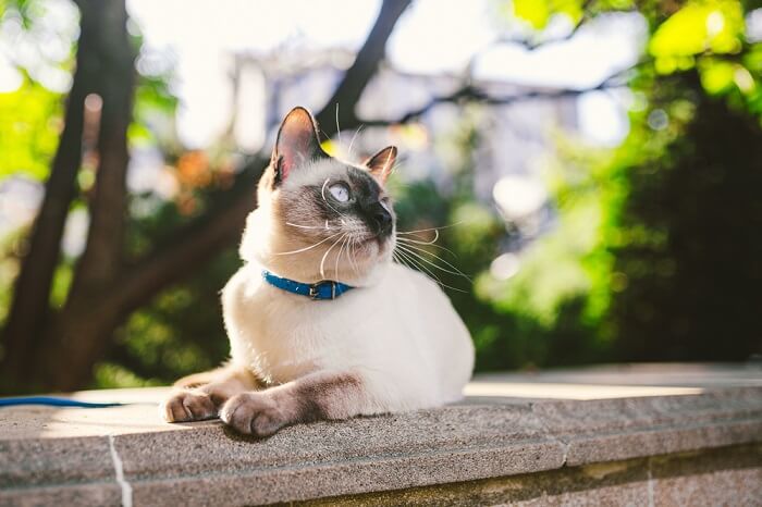 A imagem de um gato sentado em uma cerca cimentada, olhando pensativamente para longe.