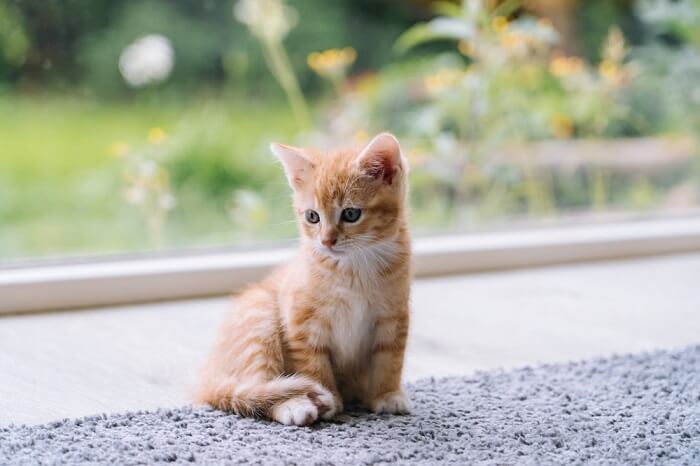 Pequeno gatinho laranja em um tapete cinza