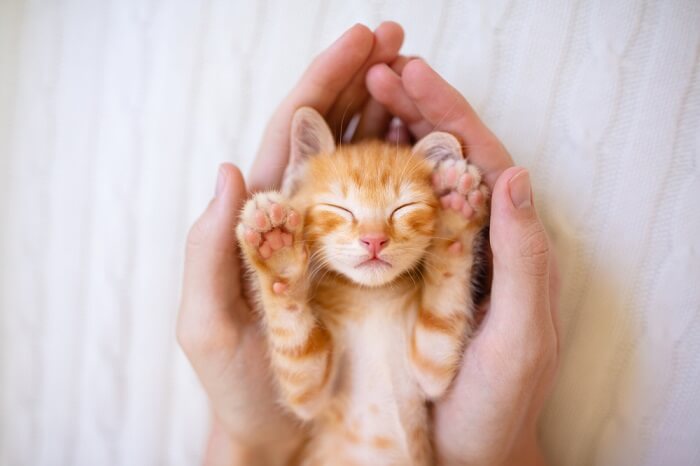 Pessoa segurando um gatinho laranja