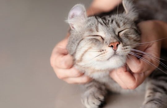 O que Fazer e o que Não Fazer ao Acariciar um Gato Medroso