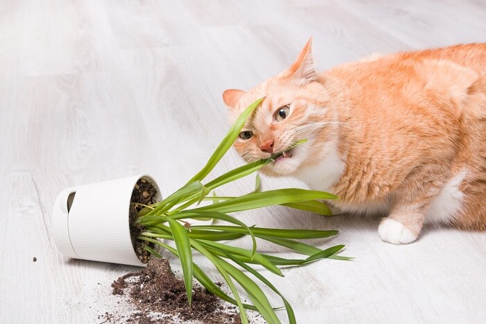 A imagem parece ilustrar a pica em gatos. Pica é um comportamento em que os gatos consomem itens não alimentares, como plástico, papel ou tecido.